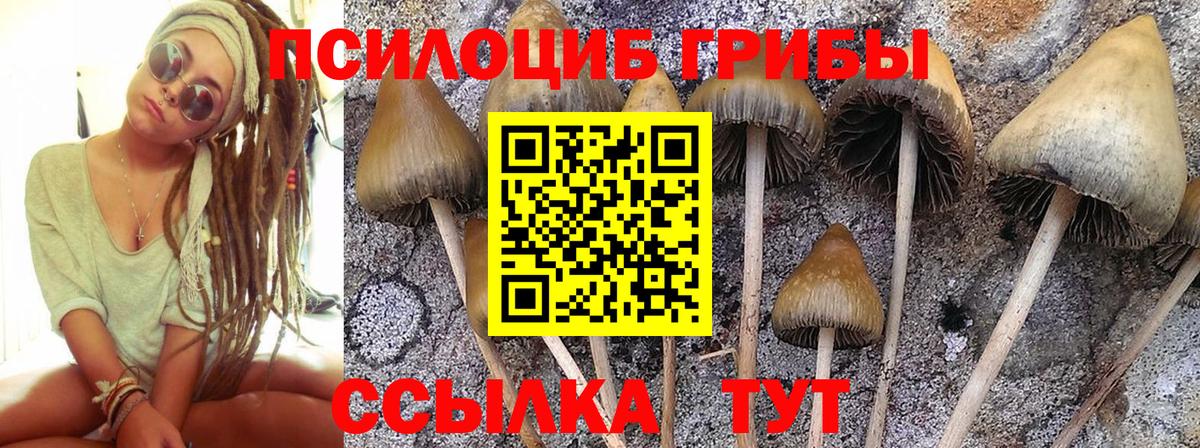Псилоцибиновые грибы Psilocybine cubensis Долгопрудный